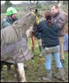 rescuedponybdth.jpg