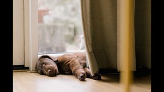 Puppy sleeping behind curtain