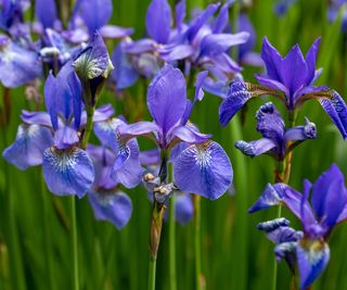 blue flag iris in bloom