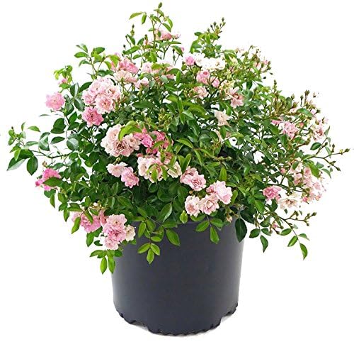Live Plant From Green Promise Farms - Rosa the Fairy (the Fairy Rose), #3 Gallon Size Container, Pink Flowers - This Plant Does Not Ship to Az, Ca, Hi, Id, Mt, Nv, Or, Pr, Ut &amp;amp; Wa!!