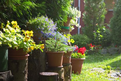 A selection of plants in terracotta pots in a backyard