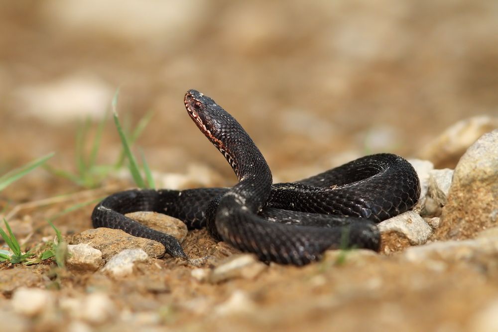 Common adder