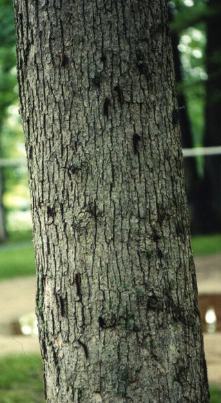 Gypsy moths have a diurnal pattern where they climb out onto leaves to feed at night, and return to bark crevices or the soil during the day to hide from predators. These animals are infected and dying, so they climb the bark during the day.