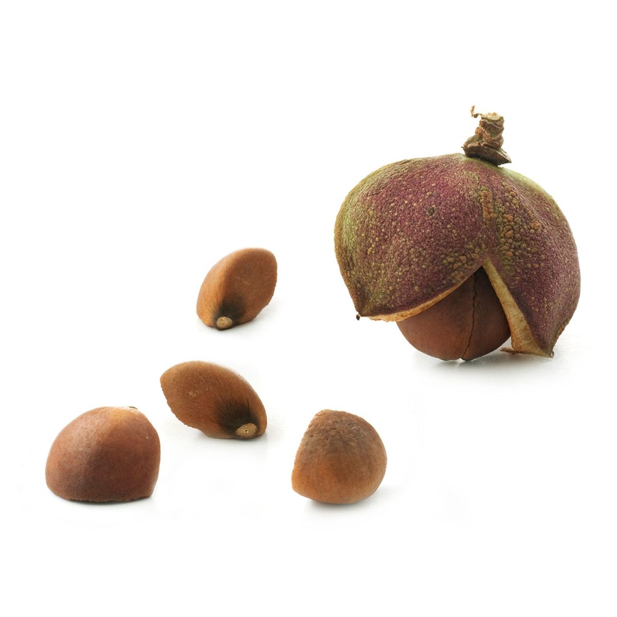 Tea Plant Seed Propagation Learn How To Plant Tea Seeds Gardening