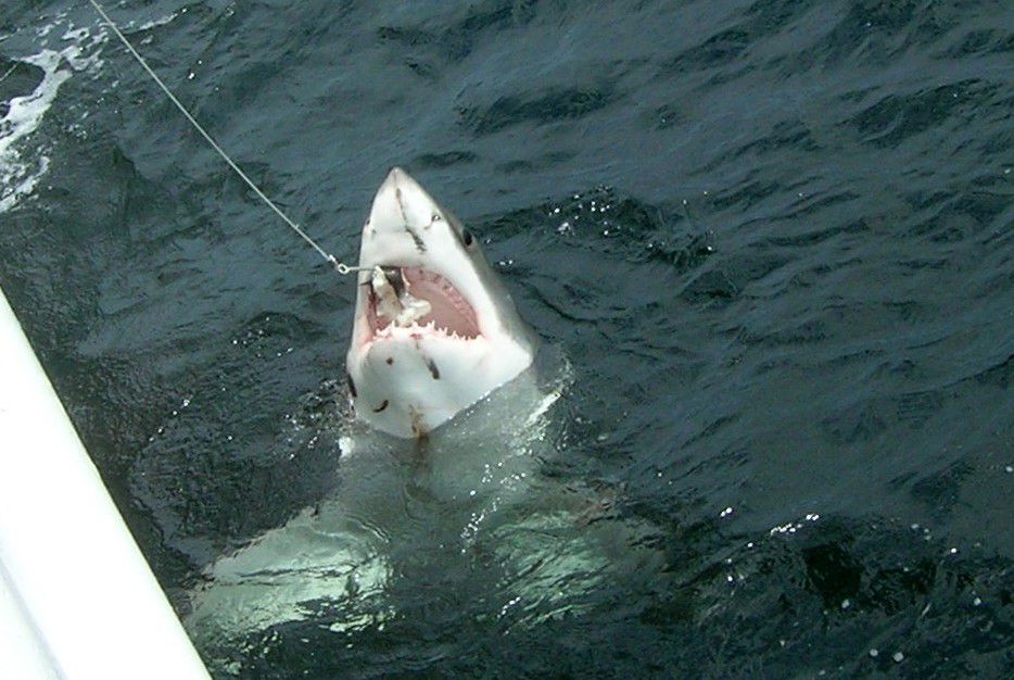 A great white shark