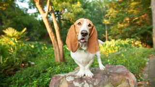 Basset hound standing on a rock in the park