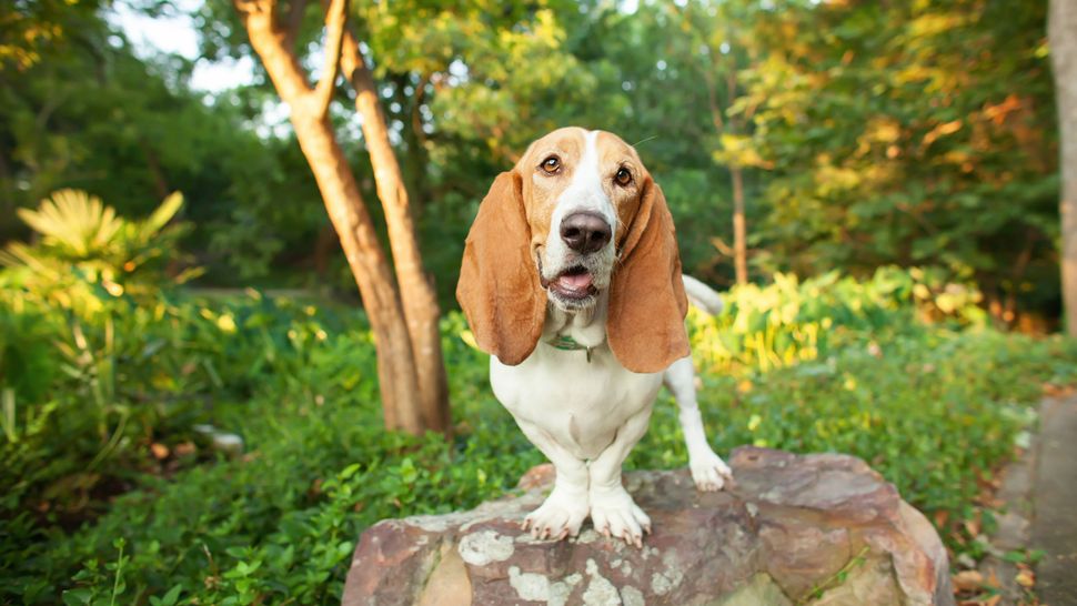 Picture of Why do dogs howl at sirens? I’m a behaviorist, here’s the answer ...
