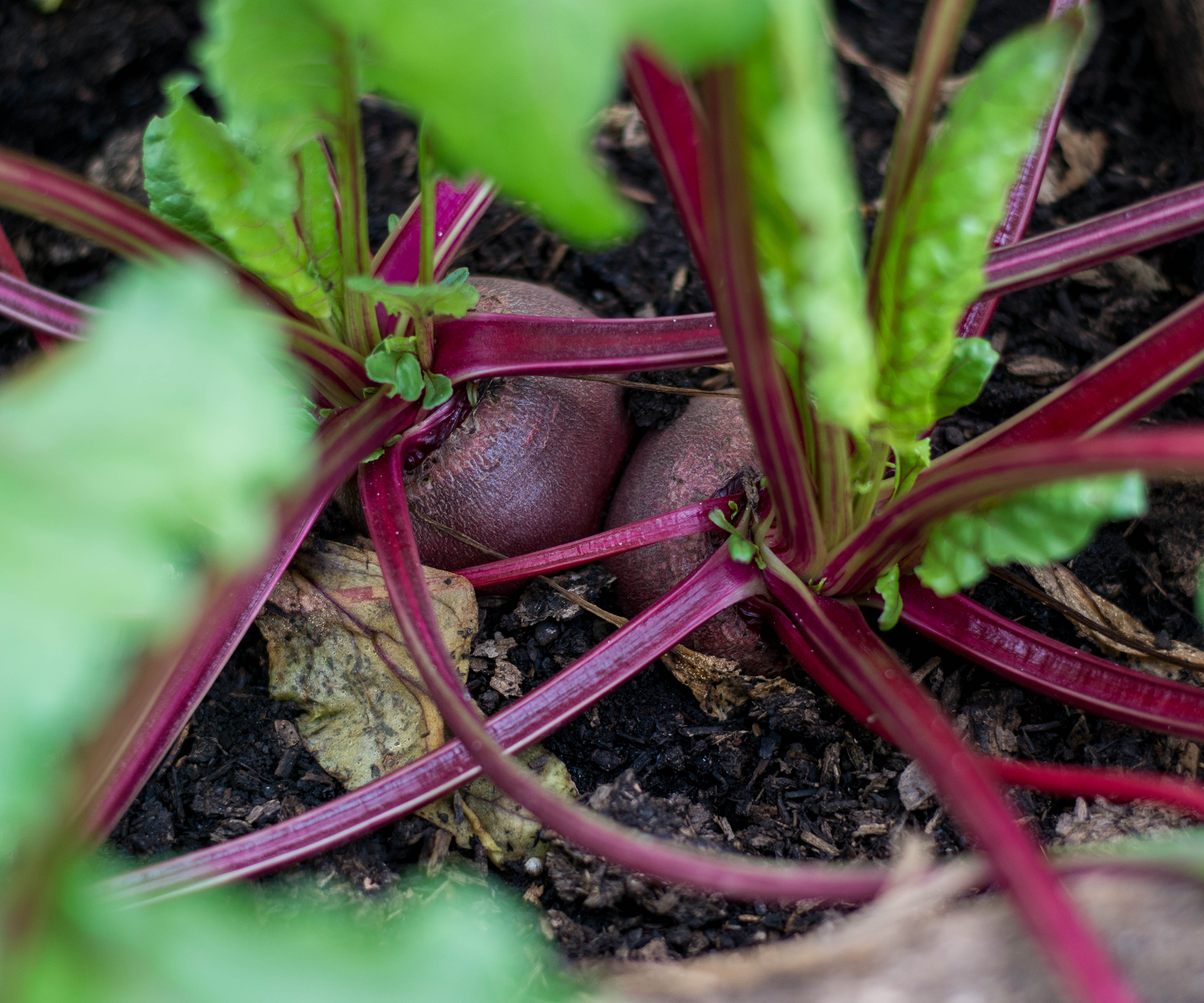 Beetroots growing in the vegetable plot
