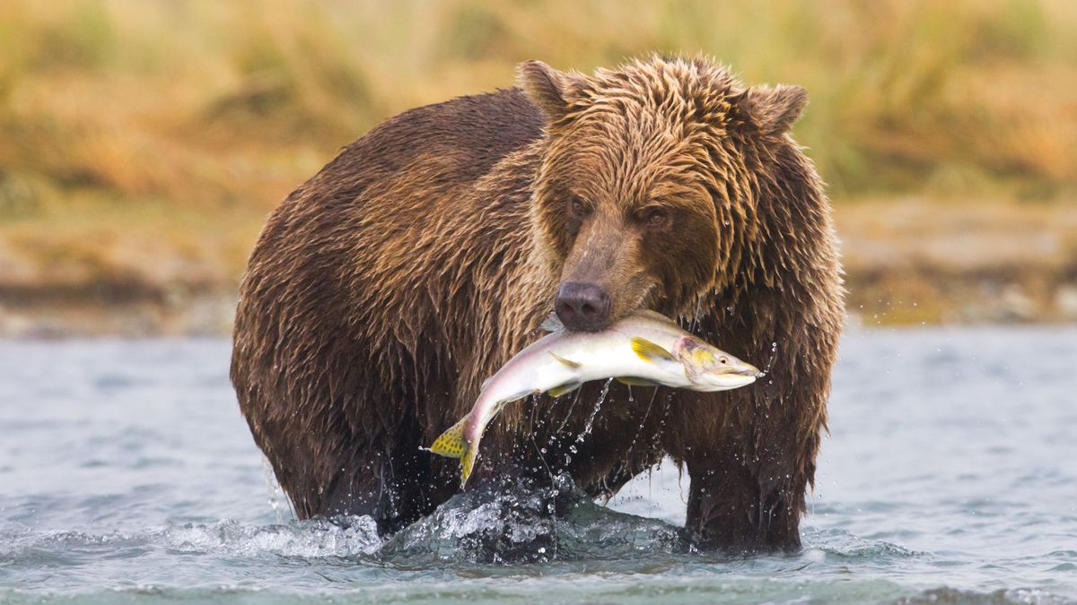 Bear feeding on salmon