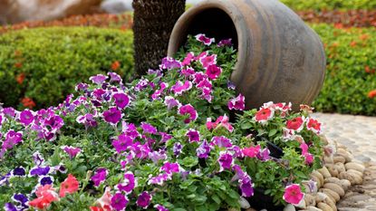 Pink and purple petunias spilling out of a sideways flower pot