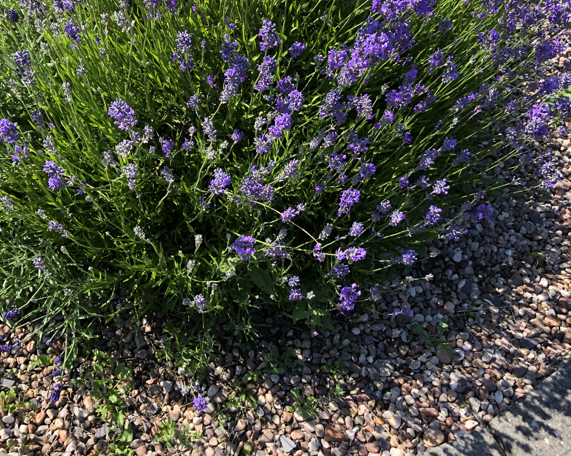 lavender plant mulched with gravel