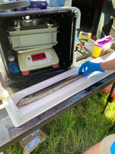 Have you ever seen an eel being measure? Well now you have. Credit: GWCT