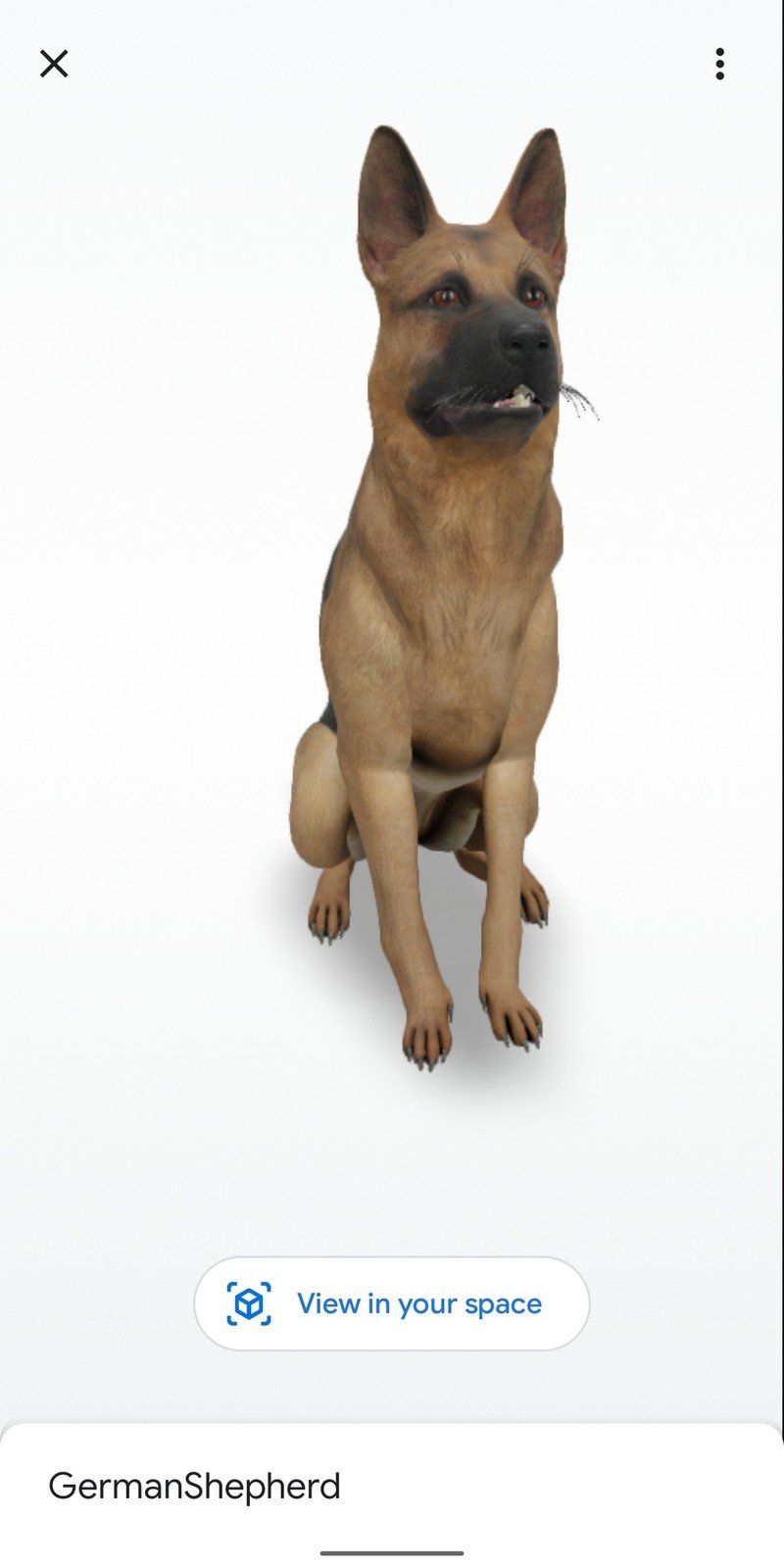German Shepherd