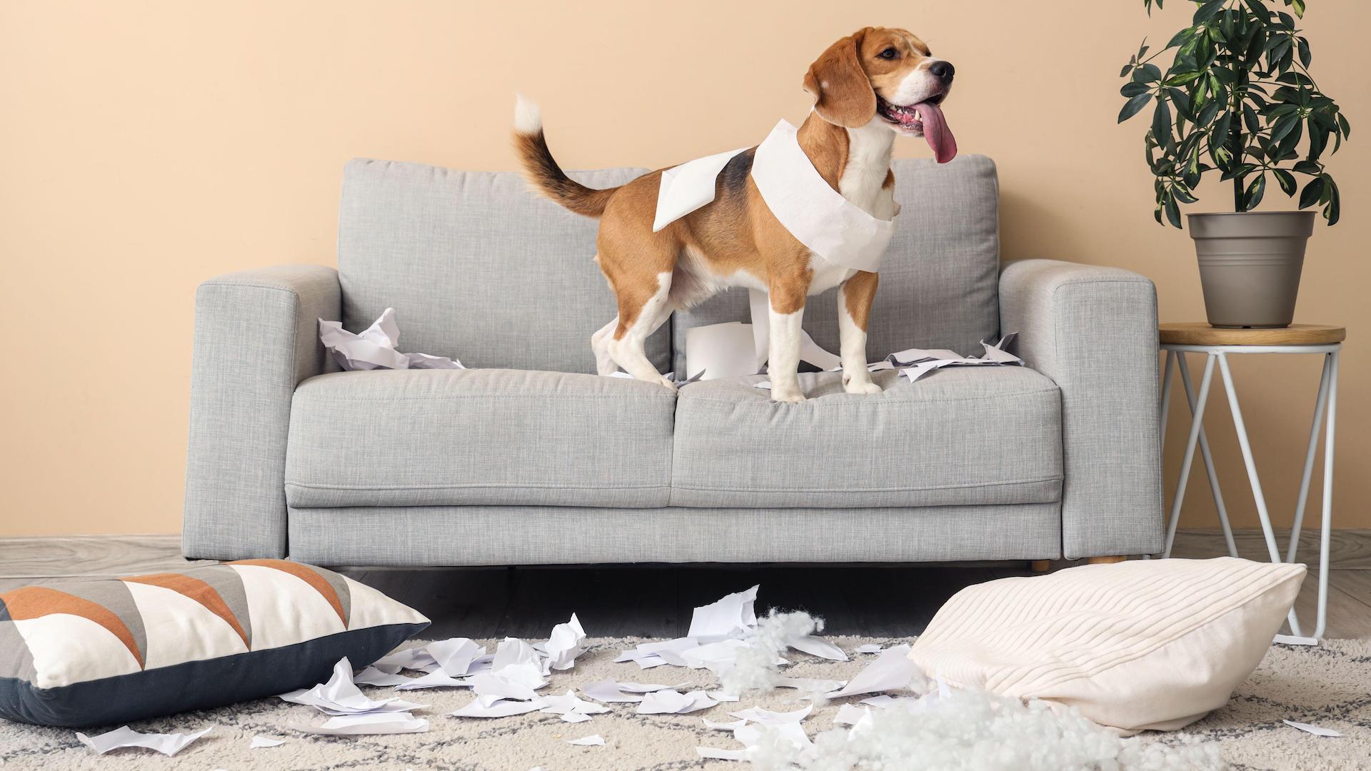 Naughty beagle on sofa with mess