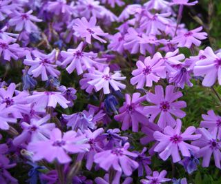 phlox plants in full bloom