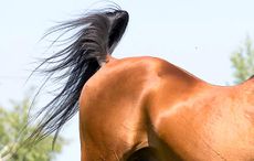 alamy-arab-tail.jpg