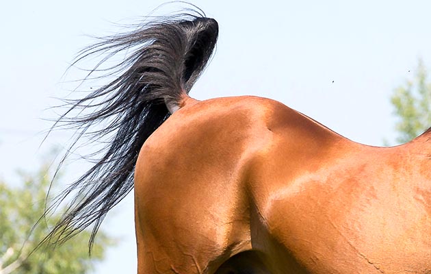 alamy-arab-tail.jpg