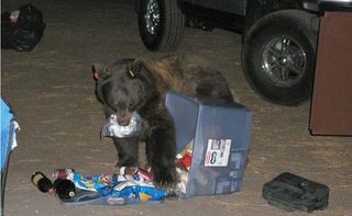 This Yosemite bear is in a campsite eating food from an open locker.