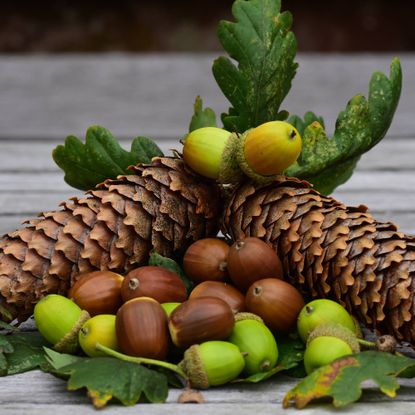 A pile of acorns and pinecones