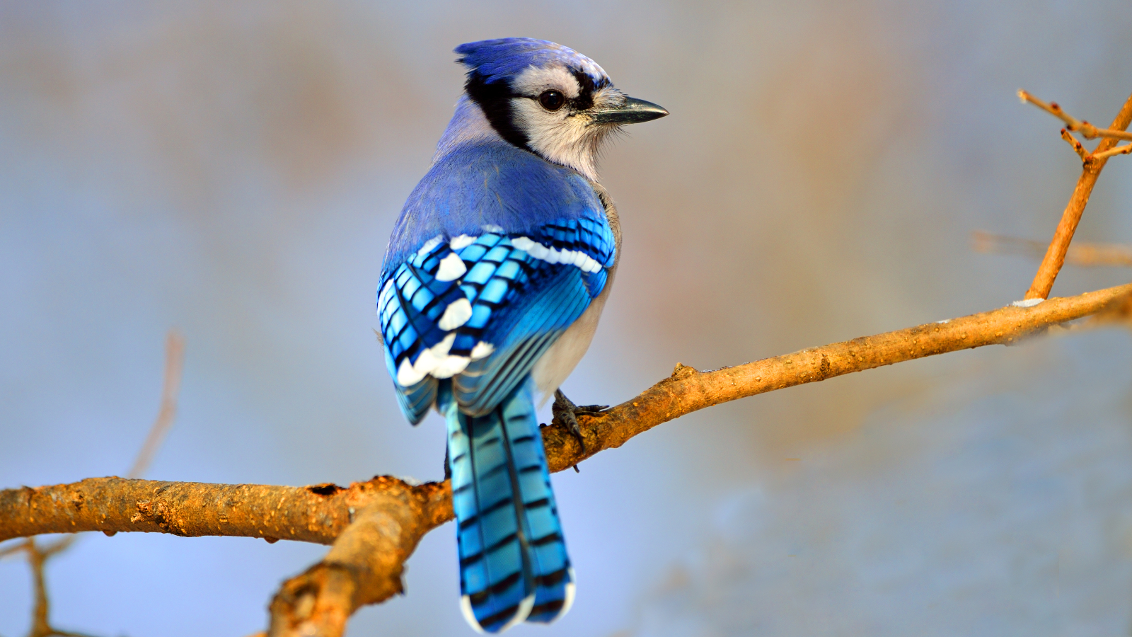 Blue jay on a branch