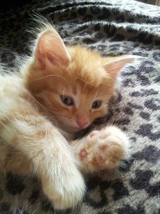 An adorable British kitten.