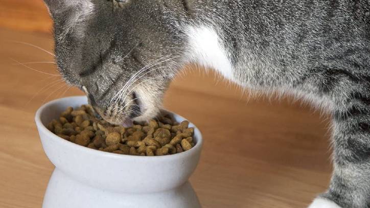 Two Sides Water Dish For Feeding 2pcs Pet Cat & Kitten Food Bowl 