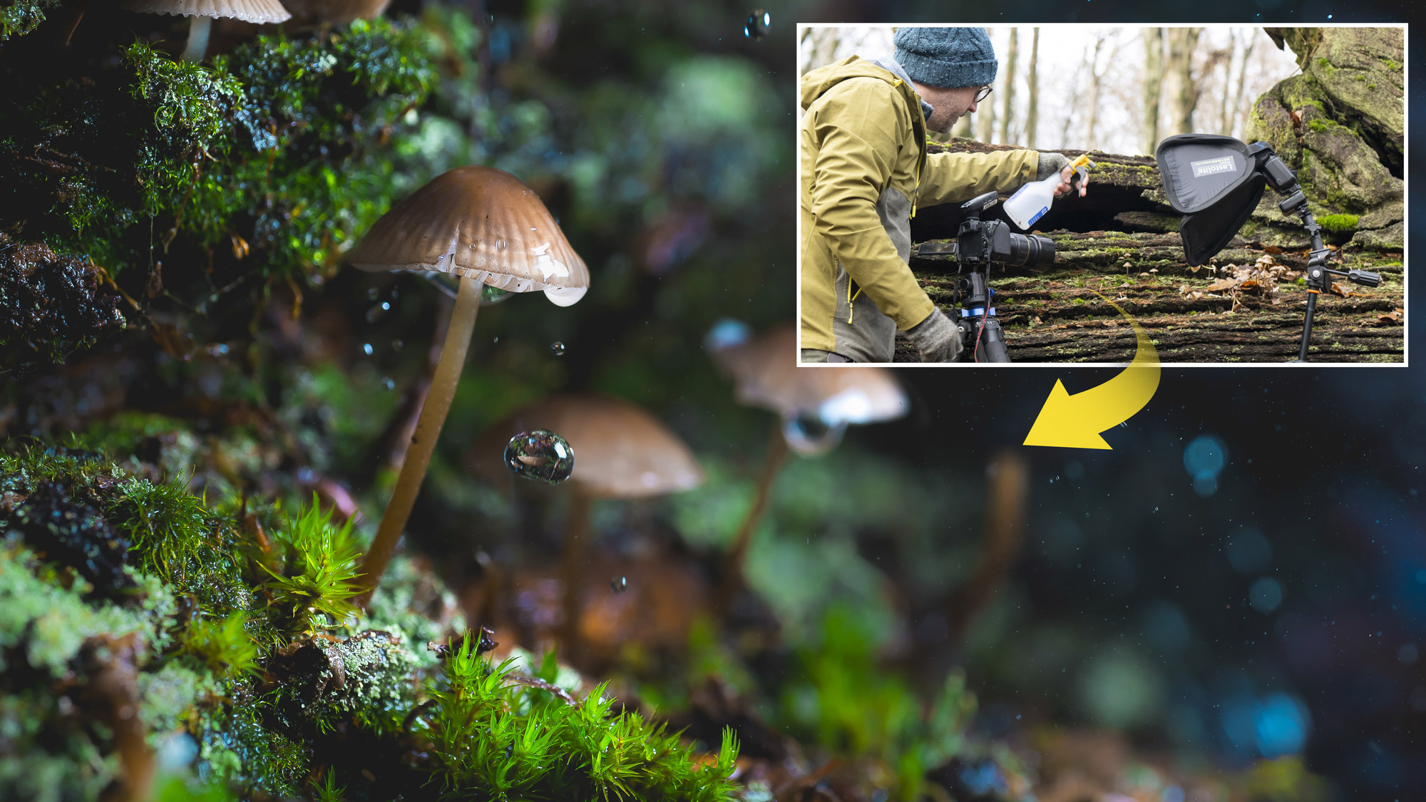 Use flash on fungi in the forest for magical mushroom close-up photography!