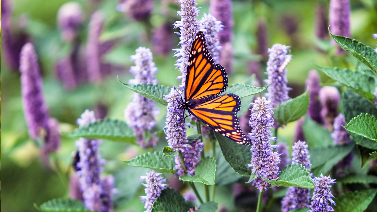 Meet The Lavender Dupe That's Still Blooming In September – It Smells Amazing And Pollinators Love It!