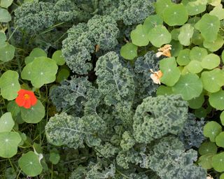 kale and nasturtiums in a vegetable bed