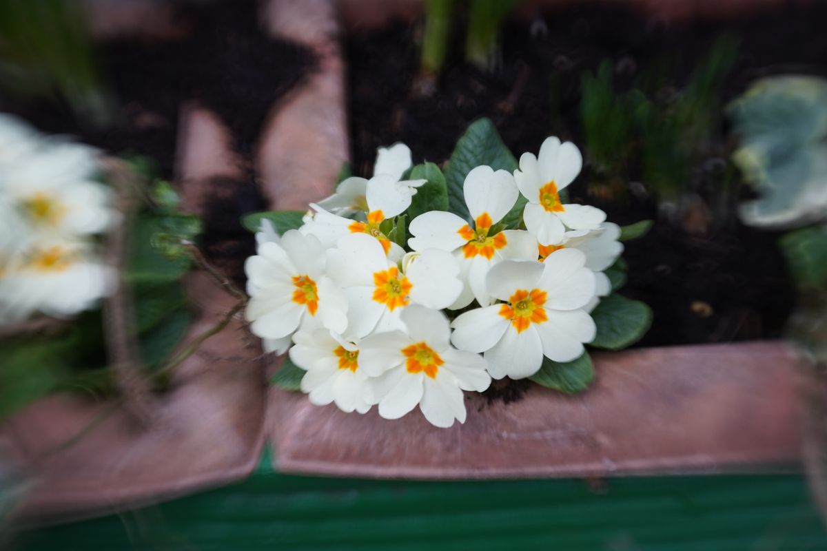Lensbaby Double Glass II Optic Review