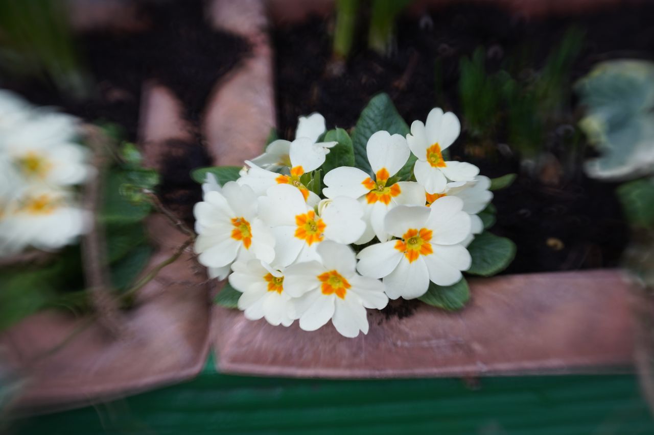Lensbaby Double Glass II Optic Review