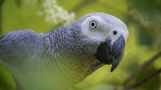 An African gray parrot peers at the camera amid leaves.