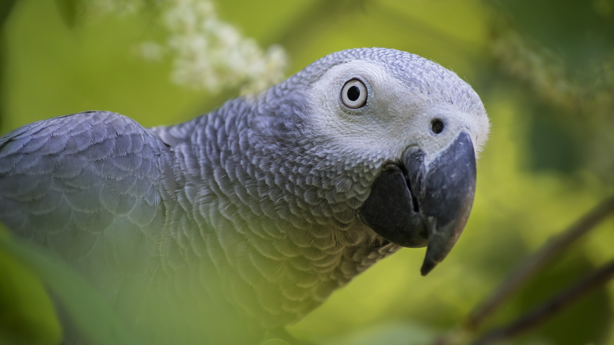 An African gray parrot peers at the camera amid leaves.