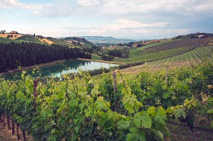 Cerasuolo d'Abruzzo