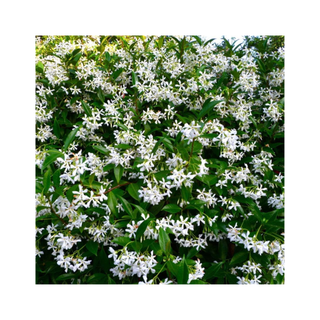 A bush of star jasmine