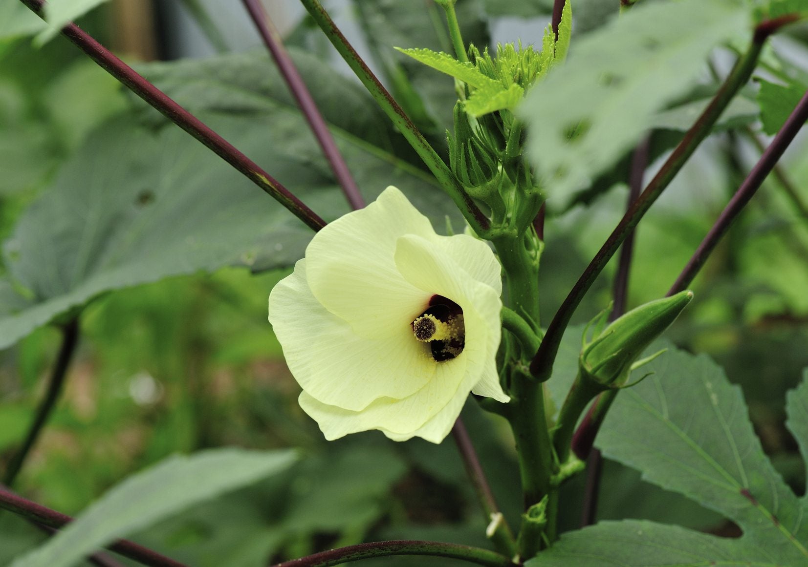 okra companions