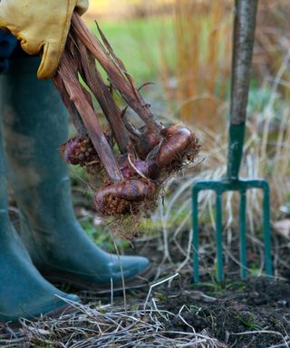Gardener lifting gladioli bulbs out of the ground to store them elsewhere for the winter, close-up