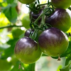 ripening variety of dark colored tomato (purplish coloration) 