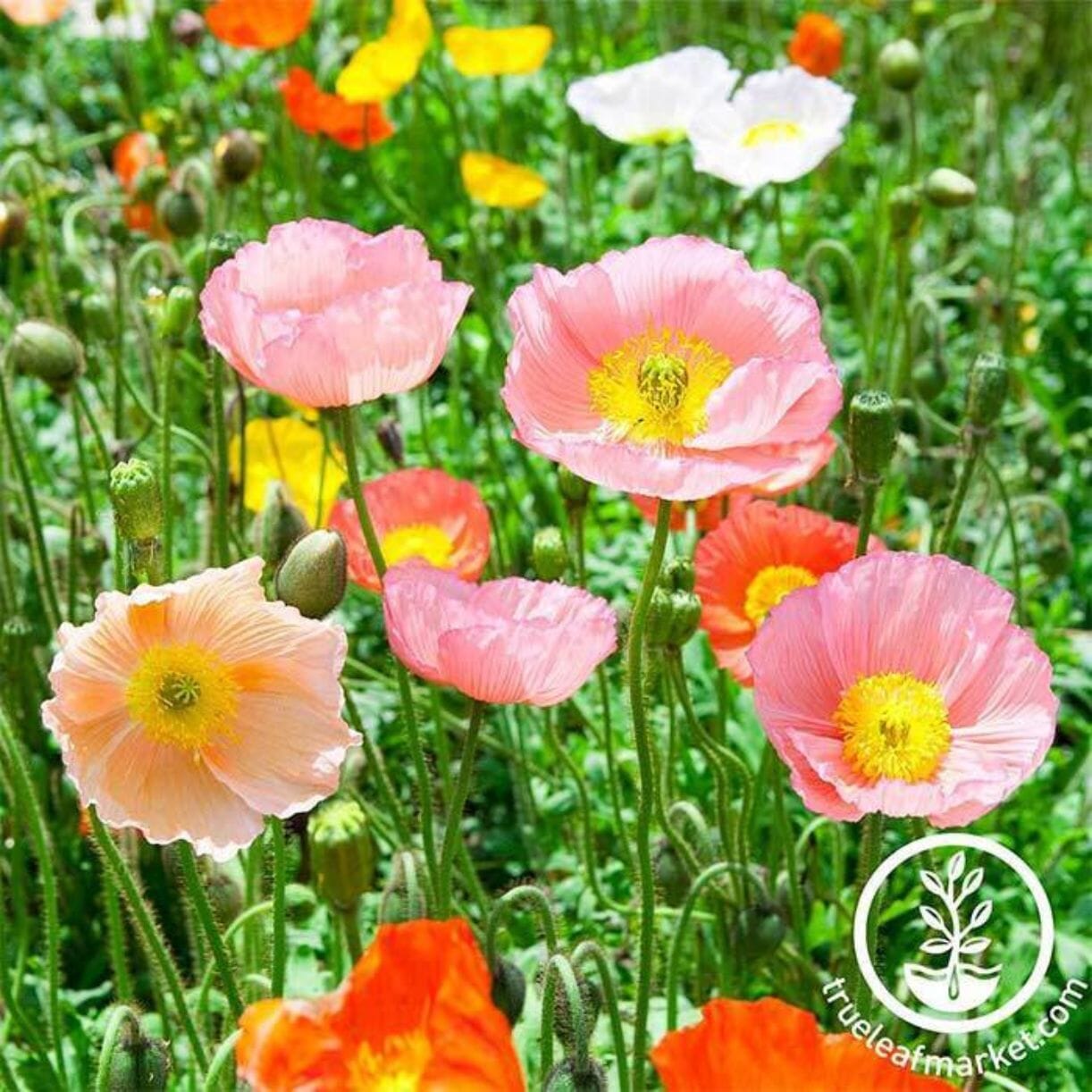 Iceland Poppy Seeds - Champagne Bubbles Mix