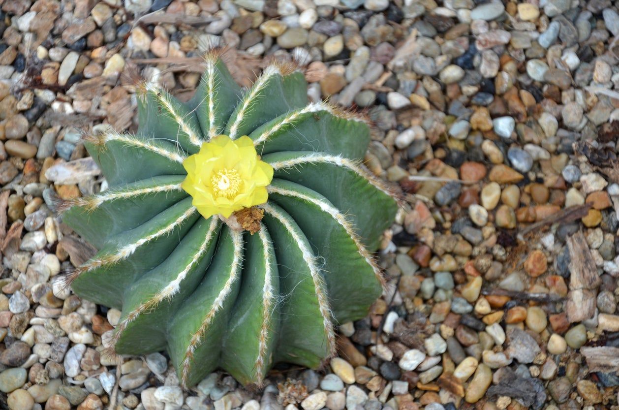 Balloon Cactus Plant With Yellow Flower Blooming From Top