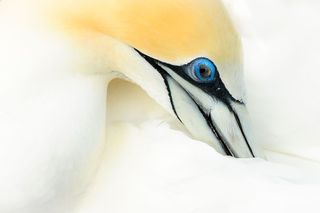 GuruShots - Animal Kingdom