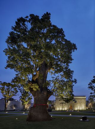 Camphor forest