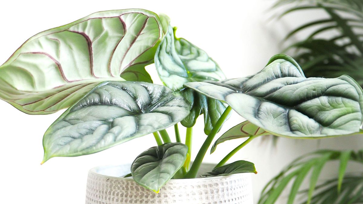 Why is my alocasia drooping? Six reasons why your elephant ear plant is