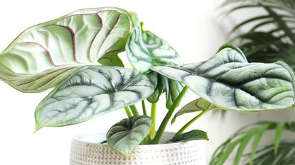 Alocasia Silver Dragon plant in a white pot