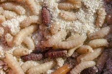 maggots