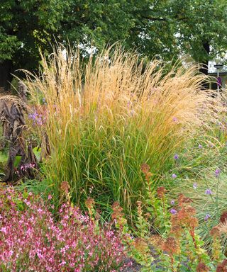 ornamental grass Calamagrostis ‘Karl Foerster’ in a garden border