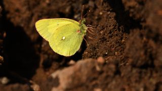 Butterfly in soil