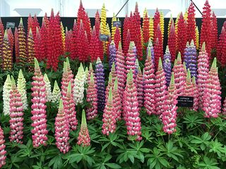 Lupins at the 2018 RHS Chelsea Flower Show