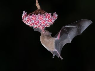 A bat pollinating a flower