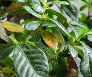 Sick gardenia plant with falling yellow leaves